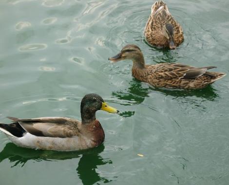 ducks in the pond at Lexington Green