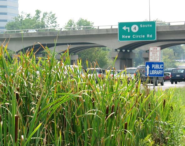 cattails near the Harrodsburg Rd entrance of Circle 4