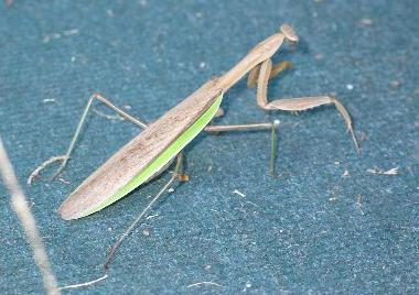 mantis