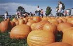 pumpkins